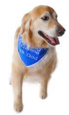 Caring Canine Toronto Therapy Dogs