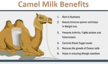 OTHER BENEFITS OF CAMEL MILK
