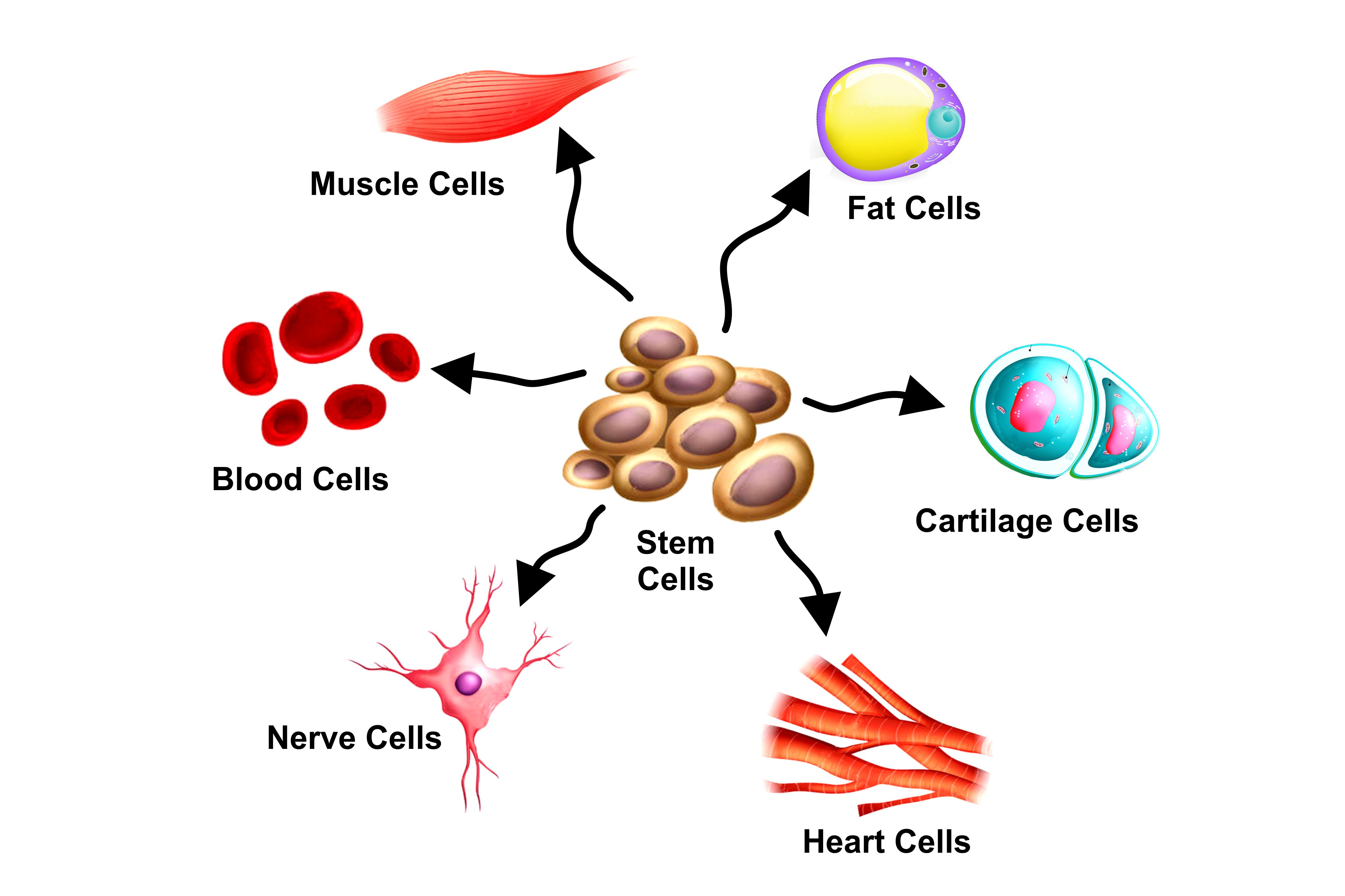 Regenerative Medicine