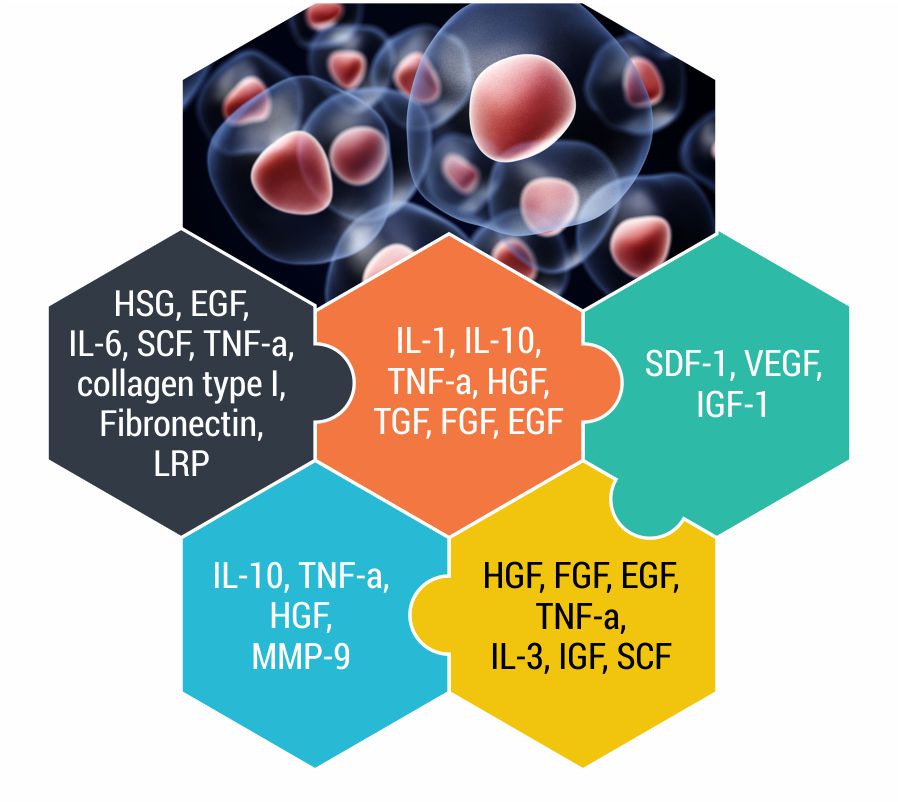 Regenerative Medicine